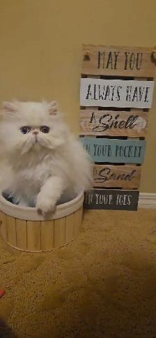 Stunning Registered Persian & Exotic Kittens - Photo 4