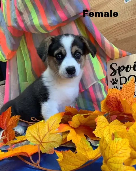 Corgi Puppies
