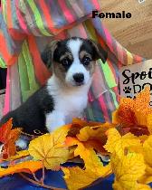 Corgi Puppies