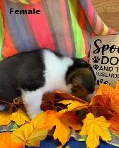 Corgi Puppies - Photo 2