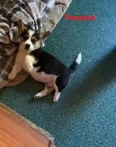 Corgi Puppies - Photo 3
