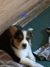 Corgi Puppies - Photo 4