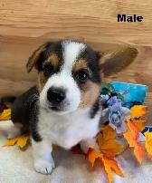 Corgi Puppies - Photo 5