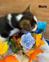 Corgi Puppies - Photo 6