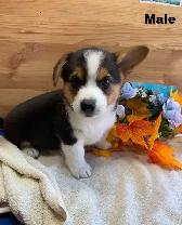 Corgi Puppies - Photo 7