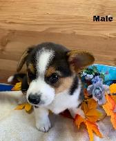 Corgi Puppies - Photo 8