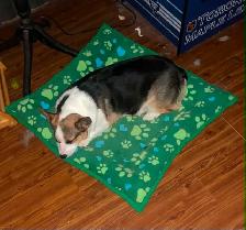Corgi Puppies - Photo 9