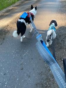 In-Home Pet Sitting & Dog Walking | Small Dogs & Cats - Photo 4