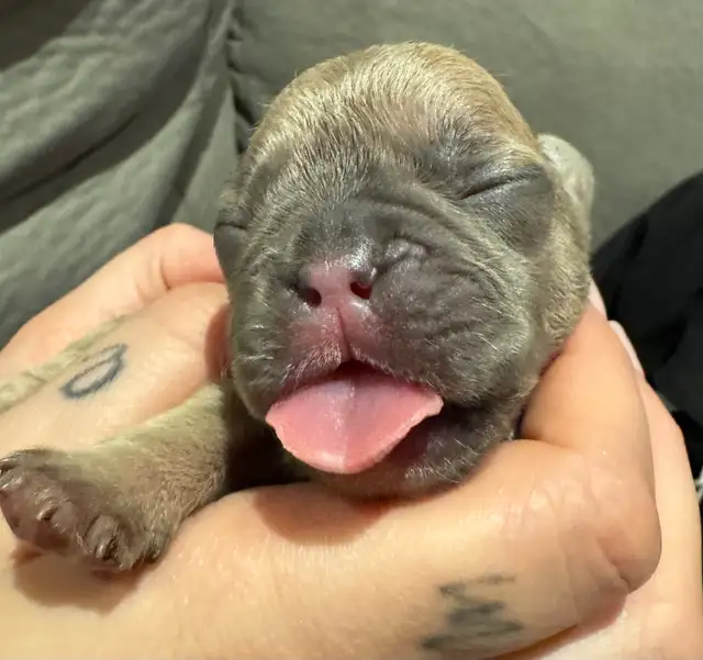 10 GORGEOUS FRENCH BULLDOG PUPPIES – READY FOR CHRISTMAS!