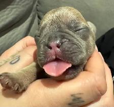 10 GORGEOUS FRENCH BULLDOG PUPPIES – READY FOR CHRISTMAS!