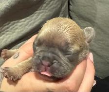 10 GORGEOUS FRENCH BULLDOG PUPPIES – READY FOR CHRISTMAS! - Photo 2