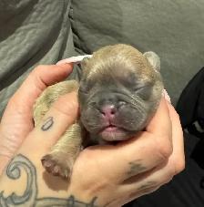 10 GORGEOUS FRENCH BULLDOG PUPPIES – READY FOR CHRISTMAS! - Photo 3