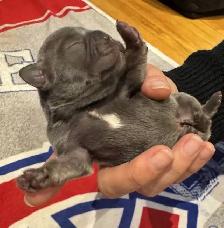10 GORGEOUS FRENCH BULLDOG PUPPIES – READY FOR CHRISTMAS! - Photo 4