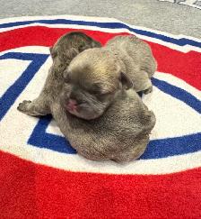 10 GORGEOUS FRENCH BULLDOG PUPPIES – READY FOR CHRISTMAS! - Photo 6