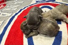 10 GORGEOUS FRENCH BULLDOG PUPPIES – READY FOR CHRISTMAS! - Photo 9