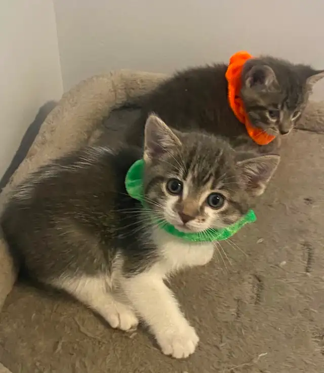 Affordable kittens TREE grey female 1 black