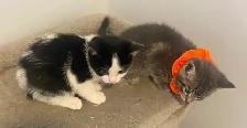 Affordable kittens TREE grey female 1 black - Photo 2