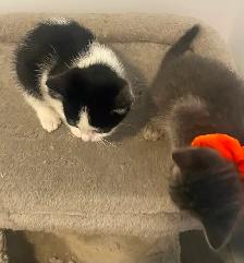 Affordable kittens TREE grey female 1 black - Photo 3