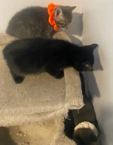 Affordable kittens TREE grey female 1 black - Photo 4