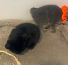 Affordable kittens TREE grey female 1 black - Photo 5