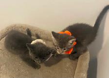 Affordable kittens TREE grey female 1 black - Photo 7