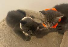 Affordable kittens TREE grey female 1 black - Photo 8