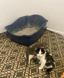 Affordable kittens TREE grey female 1 black - Photo 9