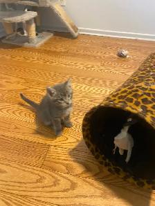Affordable kittens TREE grey female 1 black - Photo 10