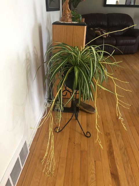 Varigated spider plant $40