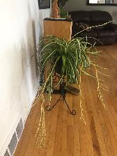 Varigated spider plant $40