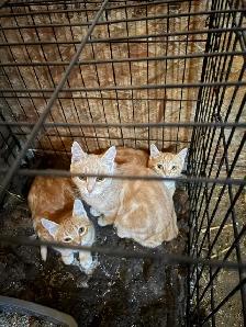 barn cats