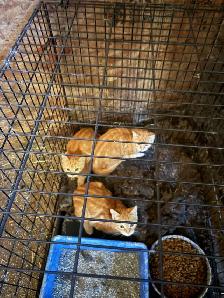 barn cats - Photo 2