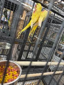 (2025) Lutino Alexandrine Parrot (Pair) (Very rare)