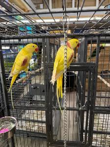 (2025) Lutino Alexandrine Parrot (Pair) (Very rare) - Photo 2