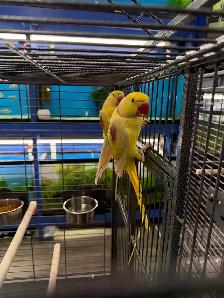 (2025) Lutino Alexandrine Parrot (Pair) (Very rare) - Photo 3