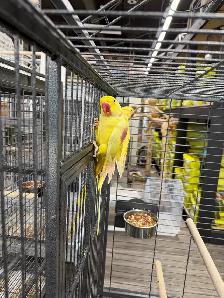 (2025) Lutino Alexandrine Parrot (Pair) (Very rare) - Photo 5