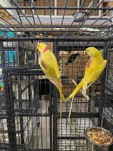 (2025) Lutino Alexandrine Parrot (Pair) (Very rare) - Photo 6
