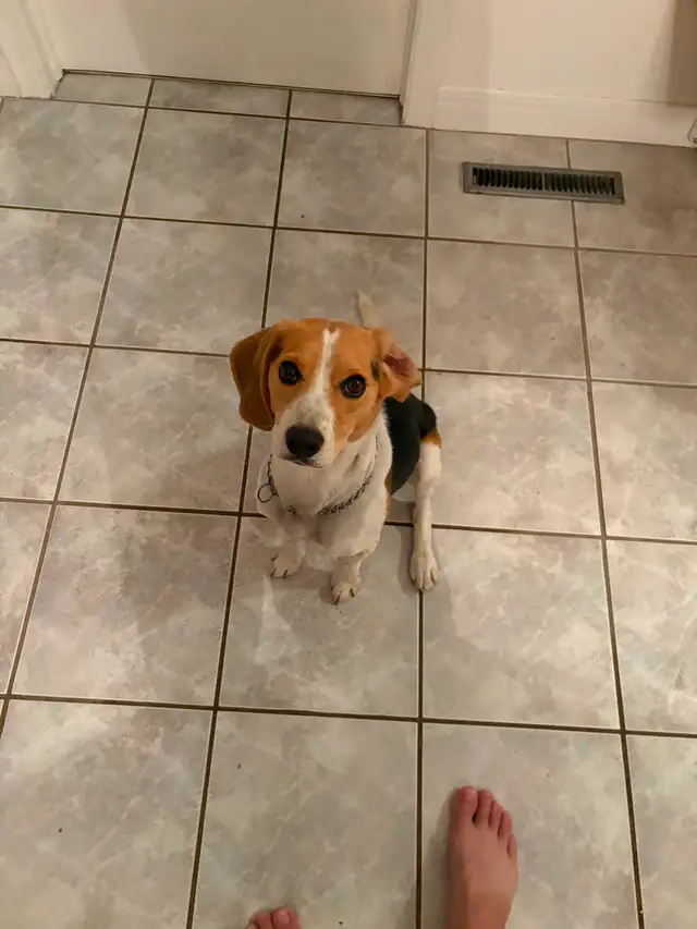 Chien beagle