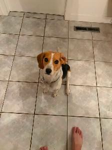 Chien beagle