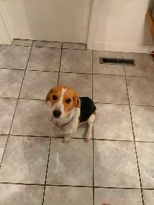 Chien beagle - Photo 2