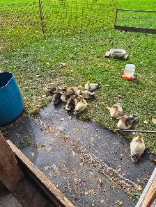 Muscovy ducklings