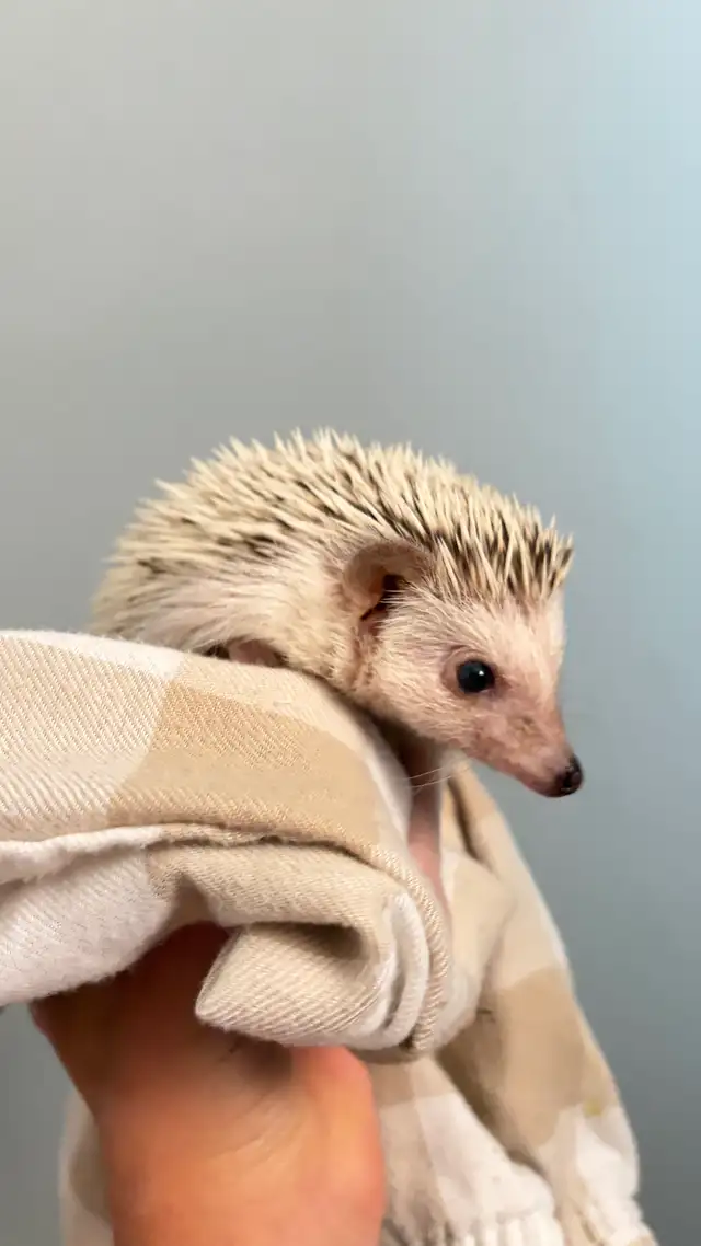 Hedgehog
