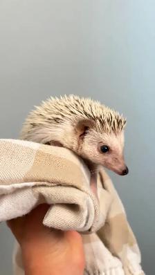Hedgehog