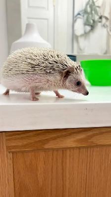 Hedgehog - Photo 2