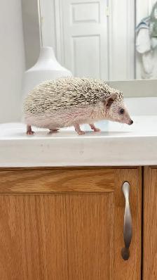 Hedgehog - Photo 3