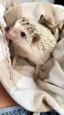 Hedgehog - Photo 4