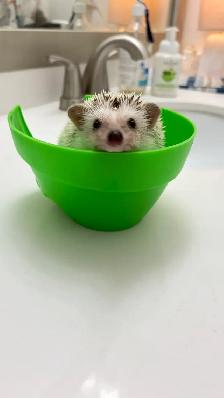 Hedgehog - Photo 5
