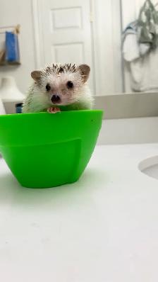 Hedgehog - Photo 6