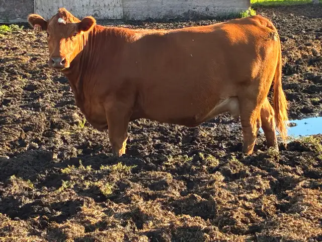 Bred cows