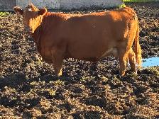 Bred cows